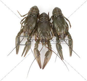 Three crayfishes