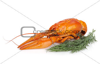 Boiled crayfishes with dill