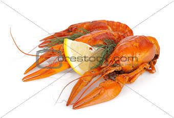 Boiled crayfishes with lemon slice and dill