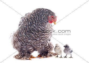 orpington chicken and chicks