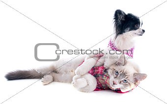 birman kitten and chihuahua