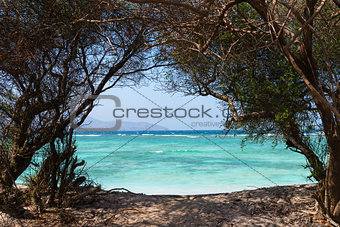 Nature tree frame to the sea