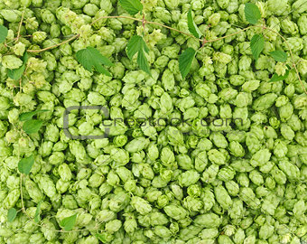 Hop cones and leaves