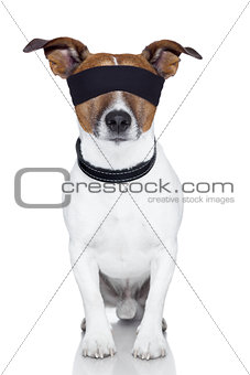 blindfold dog cover eyes