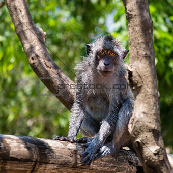 Balinese monkey on a tree