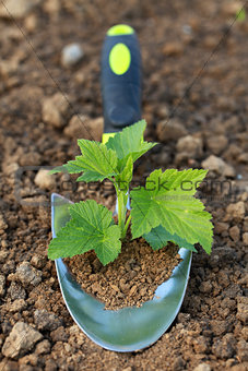 Small plant on a planting trowel in a garden