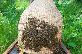 Swarm bee at basket