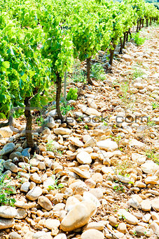 vineyards near Chateauneuf-du-Pape, Provence, France