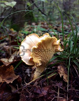 Chanterelle mushroom in the autumn forest