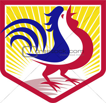 Rooster Cockerel Crowing Crest