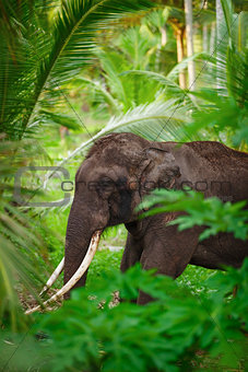 Old asian elephant in the forest