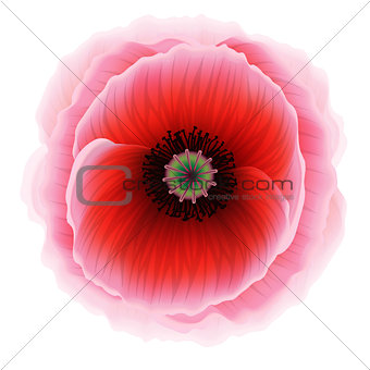 Red poppy flower, vector Eps10 illustration.