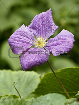 Clematis flower close up