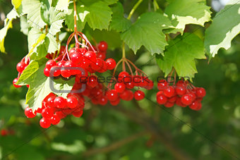 Viburnum berries on the bush