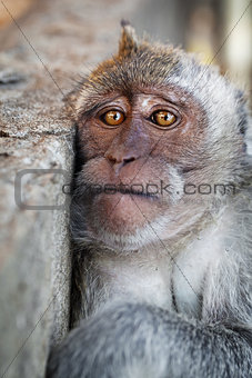 Portrait of a sad monkey