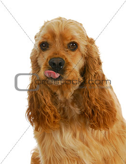 dog sticking tongue out