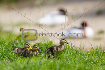 Small ducklings outdoor on green grass