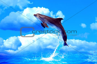 Dolphin High Jump