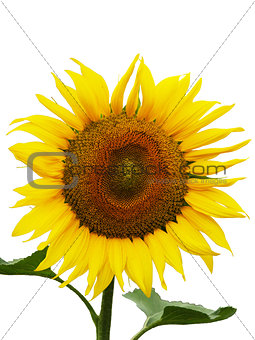 Isolated sunflower in focus