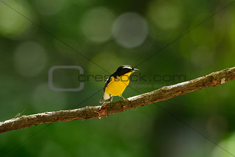 male Yellow-rumped Flycatcher