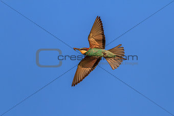 european bee-eater (Merops Apiaster) 