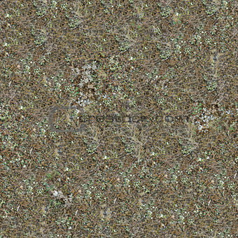 Seamless Texture of Steppe Soil.
