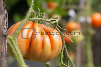 Heirloom tomatoes