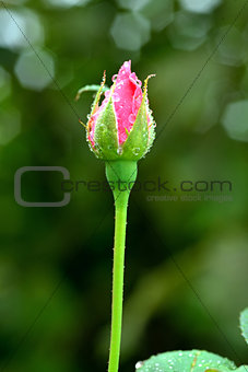 Pink Rose bud on blurred background