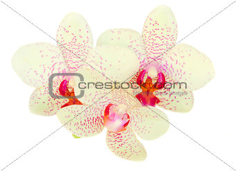 three orchid flowers