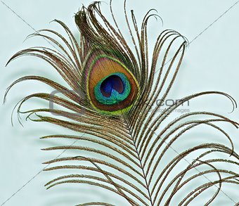 Peacock feather on a green backgrou