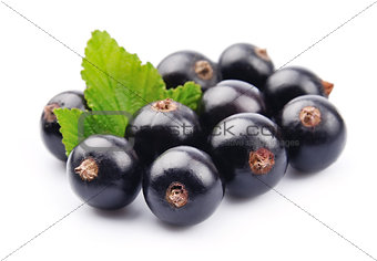Black currant with leafs