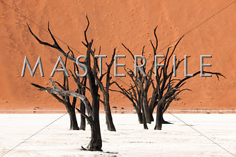 acacia trees at Sossusvlei, Namibia
