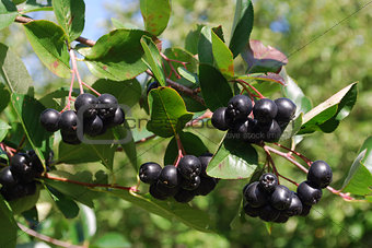 A branch of the ripe berries of a chokeberry.