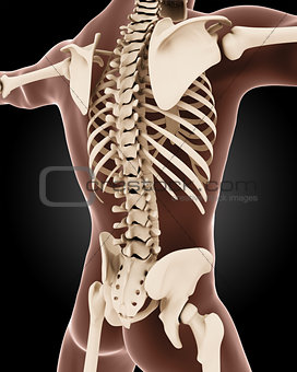 Male medical skeleton