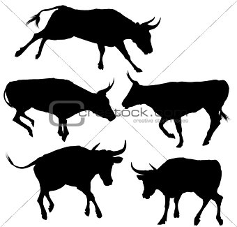 Collection of Bull Silhouette