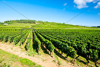 vineyards of Cote de Beaune near Pommard, Burgundy, France