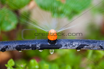 Watering plants and grass by nozzle