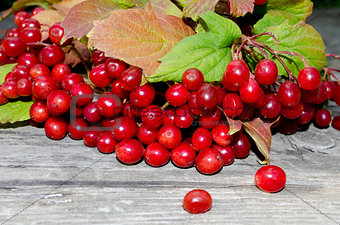 berry of red viburnum