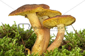 Poisonous agaric (Hypholoma fasciculare) on the green moss