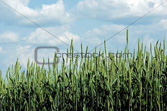 Barley ears - view from below