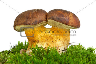 Pair of adnate boletus badius mushrooms