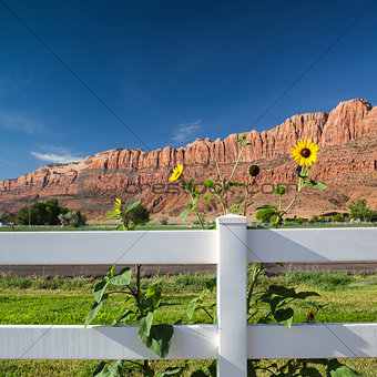 Sunflowers behind the fence