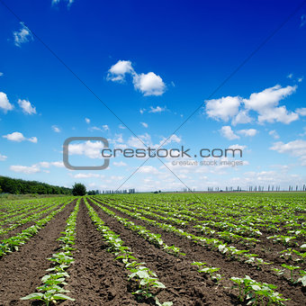 field with green sunflowers under cloudy sky