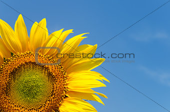 yellow sunflower on clear sky