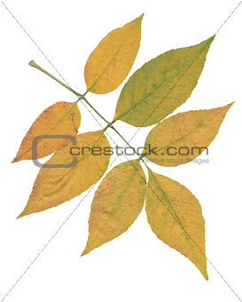 yellow ash branch isolated over white