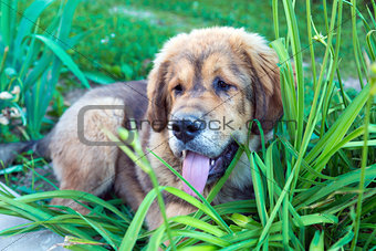 Tibetan mastiff puppy outdoors