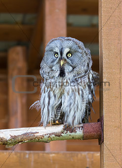 Lapland (Great Gray) Owl