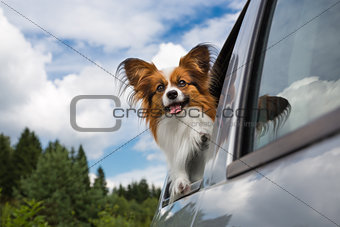 Dog traveling in the car