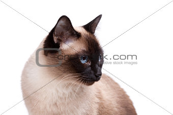 Siamese cat with blue eyes looks right