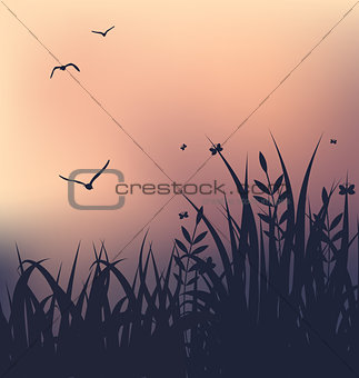 Sunset with grass and flying seagulls